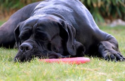 PROFIZOO radí: Ako spoznať stres u psa a ako mu pomôcť?