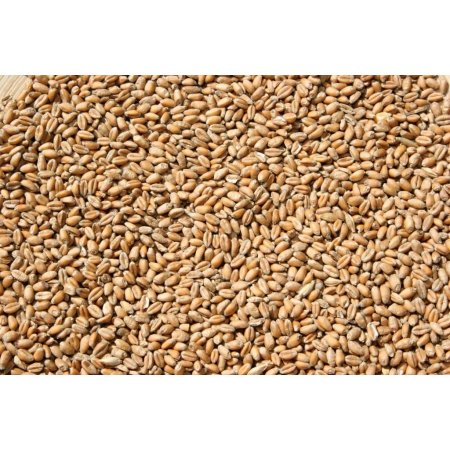 PROFIZOO Pšenica 4 kg