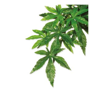 Rastlina textilná Abuliton stredná 55 cm