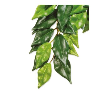 Rastlina textilná Ficus veľká