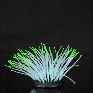 Aqua Lumo Sasanka morská 7x7x10 cm