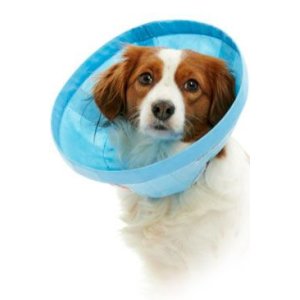 Golier ochranný BUSTER Soft Flex Collar 10cm