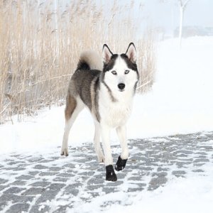 Trixie Ochranné topánky WALKER ACTIVE, 2 ks L