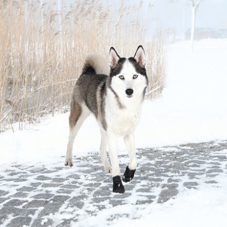 Trixie Ochranné topánky WALKER ACTIVE, 2 ks L