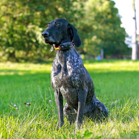 Dogtrace DOG GPS X25B Short