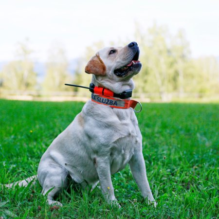 Dogtrace Obojek pre ďalšieho psa zelená DOG GPS X25
