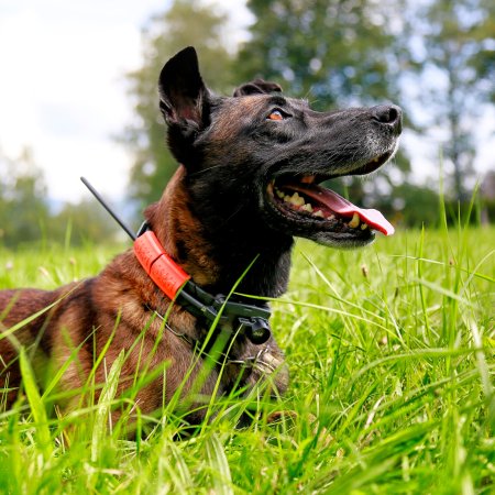 Dogtrace Obojek pre ďalšieho psa, zelená DOG GPS X25TB