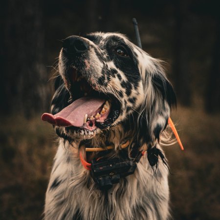 Dogtrace Obojek pre ďalšieho psa, zelená DOG GPS X25TB