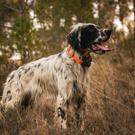 Dogtrace Obojek pre ďalšieho psa, oranžová DOG GPS X25B