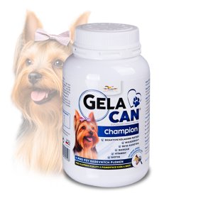 Gelacan Champion psy farebné plemená 150g