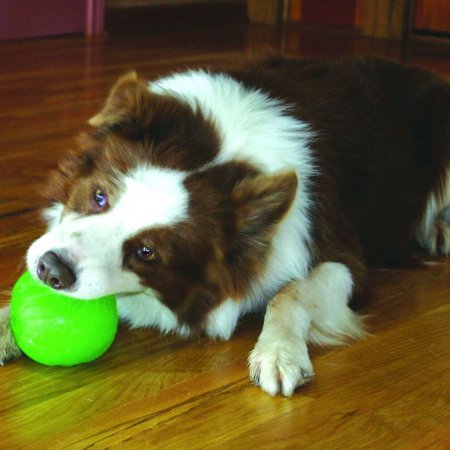 Dogtrace Silikonový míček s otvorem na krmivo - L, průměr 10cm