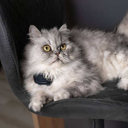 Dogtrace Dog GPS mini lokátor pre psov