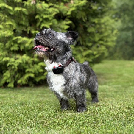 Dogtrace Dog GPS mini lokátor pre psov