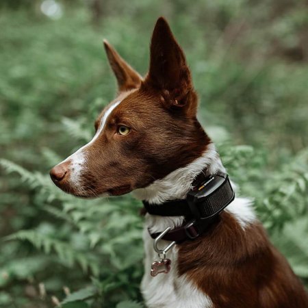 Dogtrace D-control Edge Ring 250R Elektronický výcvikový obojek