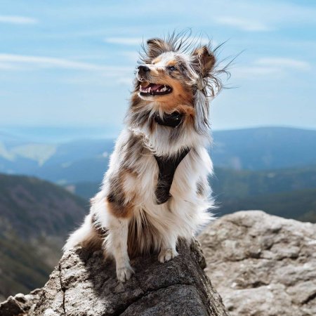 Dogtrace D-control Edge 250R ONE s prstýnkovým ovladačem