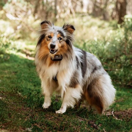 Dogtrace D-control Edge Ring 650R Elektronický výcvikový obojek