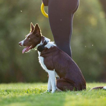 Dogtrace D-control Edge Ring 650R Elektronický výcvikový obojek