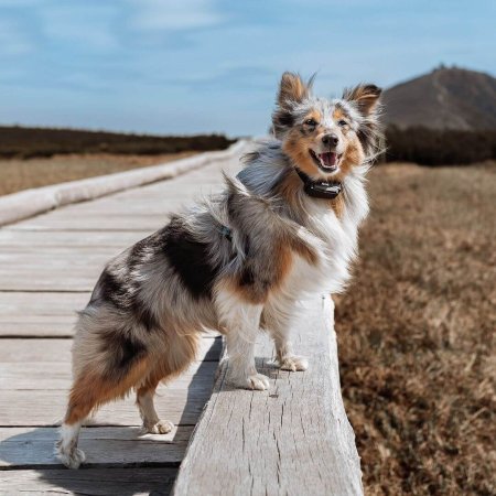 Dogtrace D-control Edge 450R ONE s prstýnkovým ovladačem