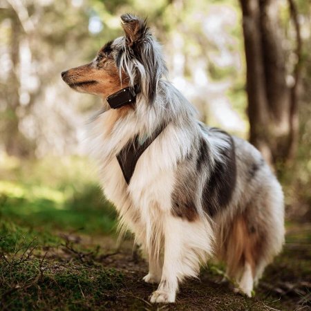 Dogtrace D-control Edge 450R ONE s prstýnkovým ovladačem