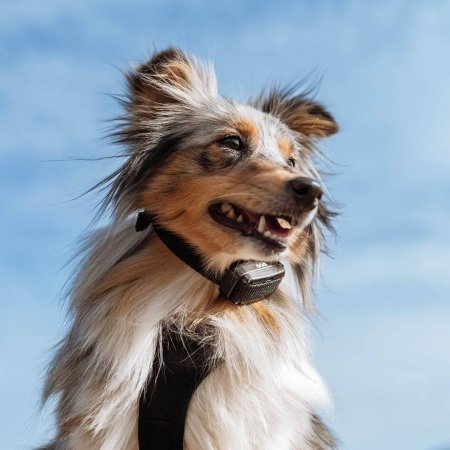 Dogtrace D-control Edge 450R ONE s prstýnkovým ovladačem