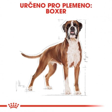 Royal Canin Boxer 12 kg (POŠKODENÝ OBAL)