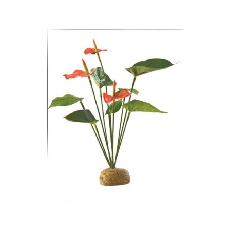 Rastlina EXO TERRA Anthurium bush 30 cm (1ks) (POŠKODENÁ)