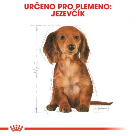 Royal Canin Jazvečík Puppy 1,5 kg