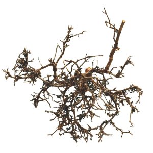 Lucky Reptile Desert Bushes Vybielené cca 15-20 cm