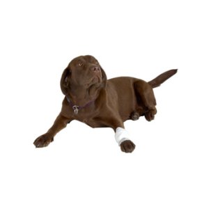Obväz hadicový sieťový BUSTER 1,25 cm x 6,5 m