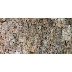 Lucky Reptile Korkové pozadie New Design 60x30 cm