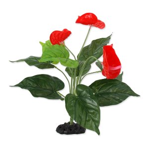 Rastlina REPTI PLANET kvitnúce Anthurium 40 cm