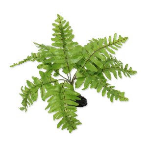 Rastlina REPTI PLANET papradie Nephrolepis 20 cm