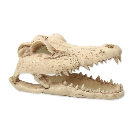 Dekorácia REPTI PLANET Krokodília lebka 13,8 cm