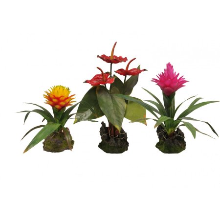 Lucky Reptile Jungle Plants kvitnúce Závesná orchidea - biela cca 20x30 cm