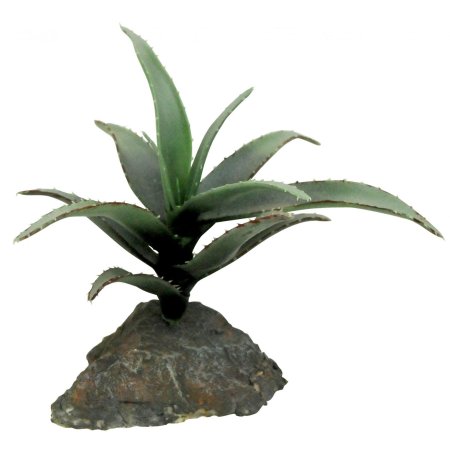 Sukulenty Lucky Reptile Agave malé, cca 10 cm