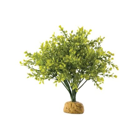 Rastlina EXO TERRA Boxwood Bush 27 cm