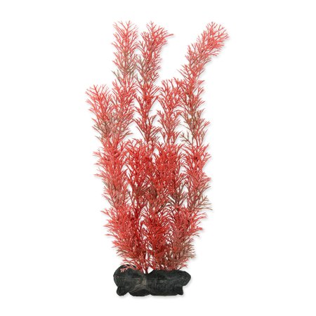 Rastlina TETRA Foxtail Red L