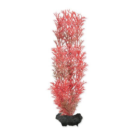 Rastlina TETRA Foxtail Red M