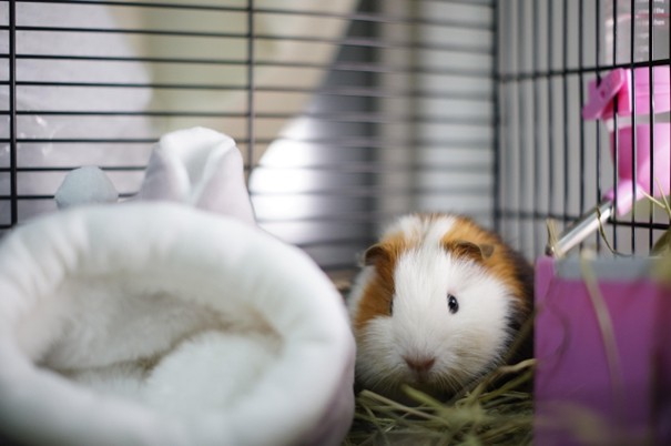 Vyberáme klietku pre morča, potkana a králika