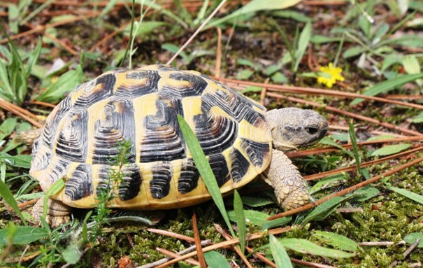 Suchozemská korytnačka u vás doma, alebo najlepšia starostlivosť o ňu